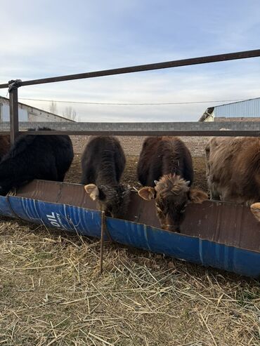 Коровы, быки: Продаю | Бык (самец) | На откорм — 5