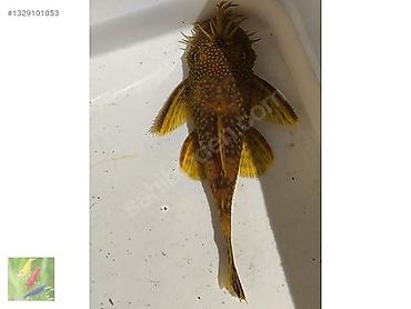 aqvarium: Akvaryum üçün bristlenose pleko (Ancistrus) – kişi nümunə - Növ — 1
