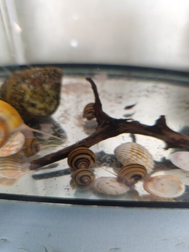 Аквариумы: Аквариумные улитки «Спикси“» - Вид: пресноводные улитки спикси с — 5