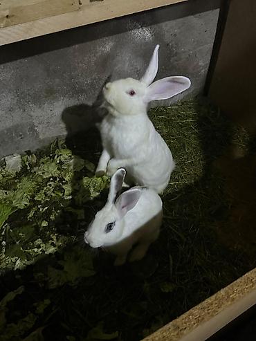 Dovşanlar: Ağ və alaca rəngli ev dovşanları - Növ: Ev/ferma dovşanı - Rənglər — 5