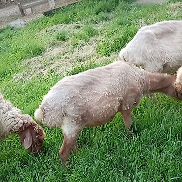 Qoyunlar, qoçlar: Ətlik qoyunlar təcli satılır — 5