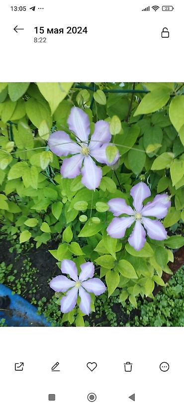 Clematis saplings: Клематис лиановидный, крупноцветковый, двух окрасов: - — 6