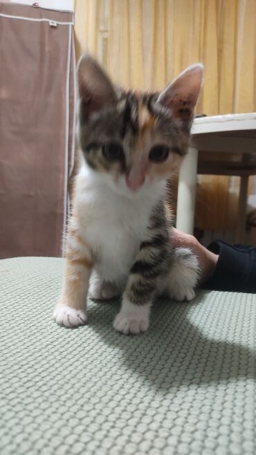 объявления о найденных животных: 3 месяца, Девочка, Приучена к лотку