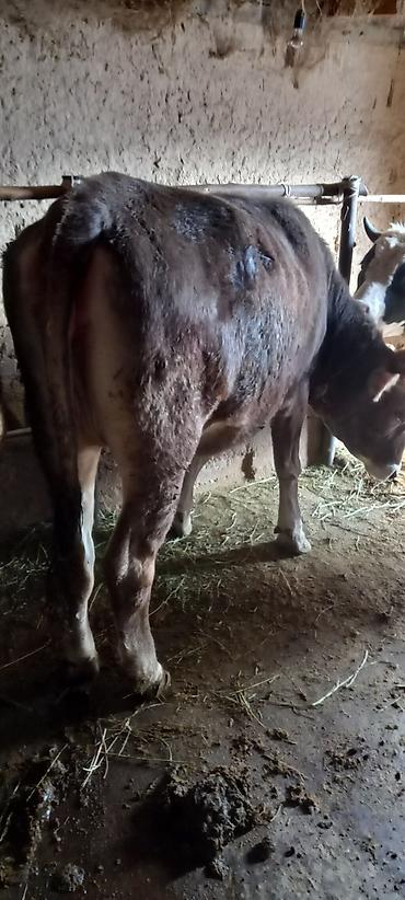 Коровы, быки: Продаю | Бык (самец) | На забой | Привязанные — 7