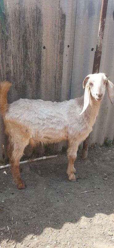 tap.az heyvanlar xacmaz: Burma keçi,1 illikdir,Hardasa 20-22kilo əti olar,axtalanmış