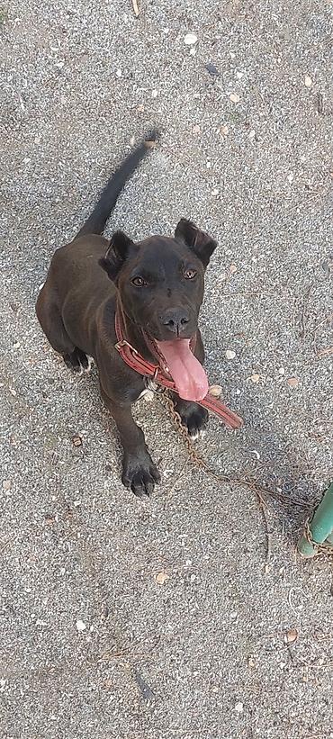 heyet it: Pitbul, 4 ay, Erkək, Peyvəndli, Ünvandan götürmə — 1