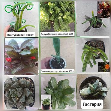 аквариум с рыбкой: Продаю цветы — 1