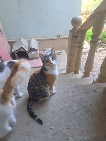 Pişiklər: Yaxşı əllərə — 4