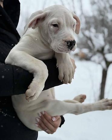 Psi: Na prodaju ZDRAVA ženka dogo argentino, stara 2.5 meseca, redovno — 2