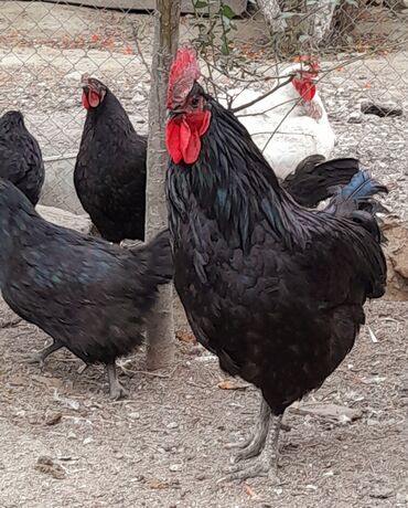 toyuq bazarı: Курица, Australop, Для яиц, Самовывоз