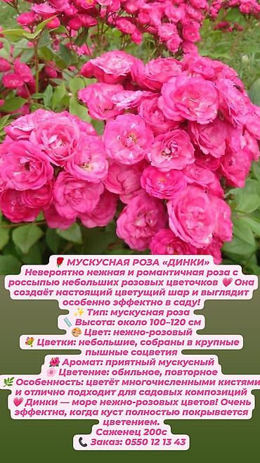 Дёрен Элегантиссима: Кустовые сортовые розы в наличии. Цена за саженец указана на фото — 7