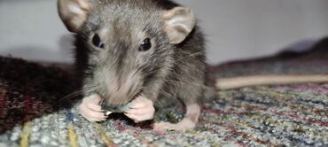 домашние крысы: Продаются крысята только в хорошие руки!!!!!серо-шоколадного окраса