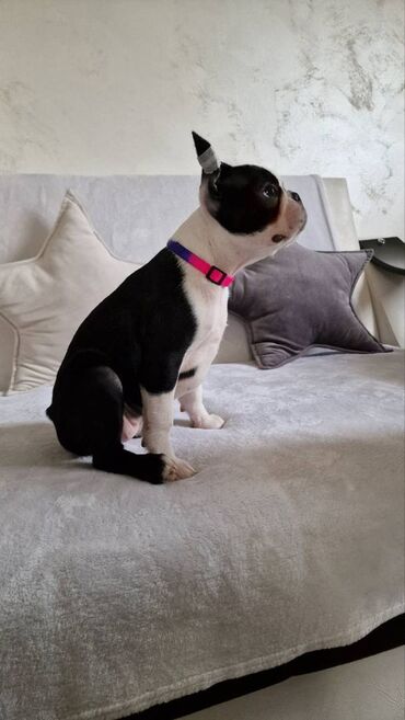 Psi: Na prodaju štenci rase BOSTON TERIJER, prekrasnih, zdravih roditelja na lalafo.rs — 19 Psi: Na prodaju štenci rase BOSTON TERIJER, prekrasnih, zdravih roditelja — 19