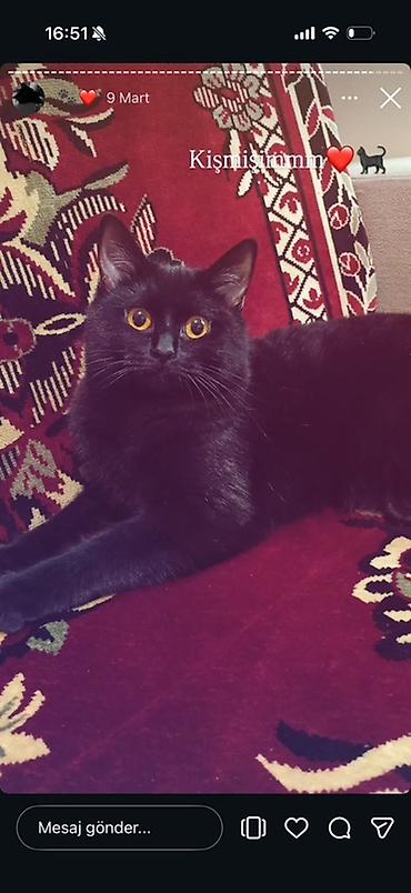 qara pişik: Dişi — 2