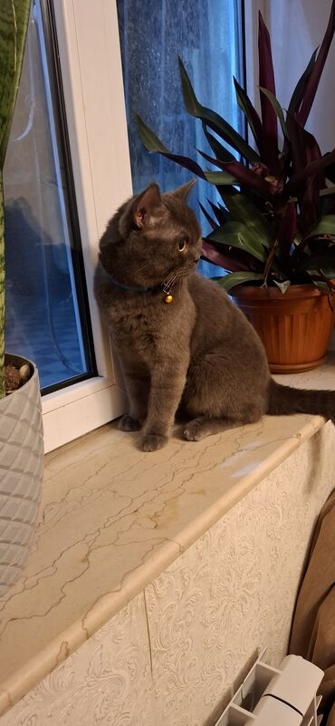 tuklu pişiklər: Британская, Самец