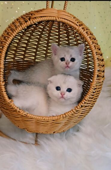 котенок вислоухий: Скотиш Фолд (Шотландская вислоухая), 1 месяц, Девочка, Серебристая шиншилла, С документами