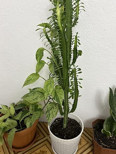 Антуриумдар: Комнатные растения в кашпо: 1) Антуриум (Anthurium andreanum) - — 8