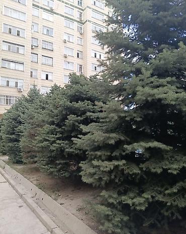 Долгосрочная аренда квартир: Сдается 4 комнатная квартира Ахунбаева/Чапаева Между Политех и Джал — 2