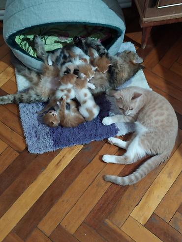 Pişiklər: Yaxşı əllərə, Ödənişli çatdırılma — 5