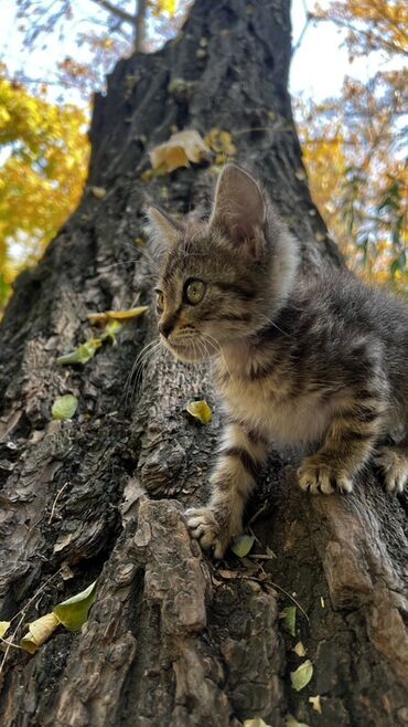 отдам в добрые руки котенка: Отдам котёнка в добрые руки. Нашли на улице Пушистый котёнок