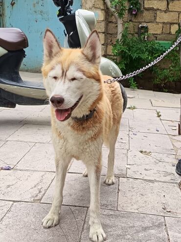 haski itləri: Xaski, 2 ay, Erkek, Peyvəndli, Ünvandan götürmə