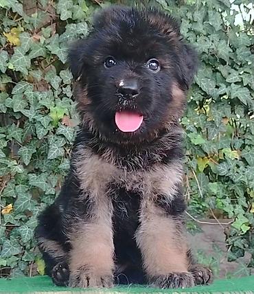 doberman cena: Nemački ovčari,odg. Ultra Star iz Beograda,vrhunska štenad izuzetne — 1