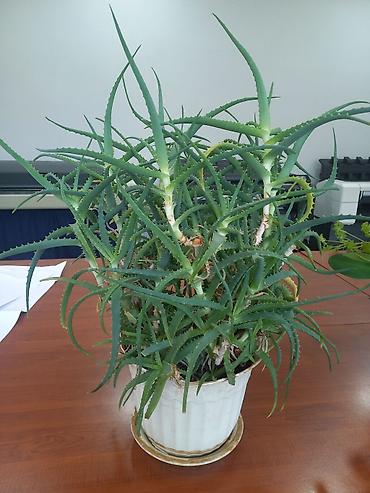xoruz otu bitkisi: Aloe (sukkulent) otaq bitkisi - Növ: Aloe – çoxgövdəli, tikanvari — 2