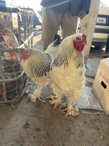 продаю дойных коров: Продаю | Куры | Брама | Для разведения