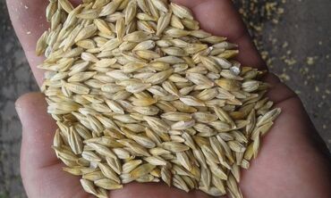 ячмен пшеница: Арпа оптом сатылат. Яровой сорт, семенной, Уруктукка да болот