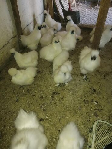 Куры, петухи: Продаю | Куры, Петух — 30