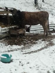 срочно продаю в связи с переездом: Продаю | Корова (самка) | Алатауская | Для молока | Стельные