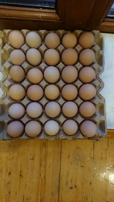 Xoruzlar: Xoruz, Heyratı, il: 1, Ünvandan götürmə — 22