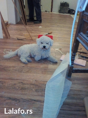 Građevinarstvo i rekonstrukcija: Ugradnja i prodaja laminata naj povojnija ugradnja i prodaja pozovite — 6