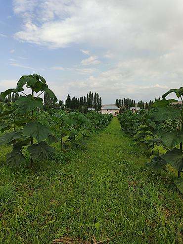 Другие декоративные деревья: Продается морозостойкие сорта саженцев павловнии, выращеннын из — 8