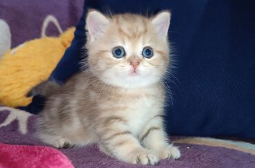 шотландская кошка скоттиш страйт: Предлагаем к предварительному резерву шикарного котёнка Шотландский
