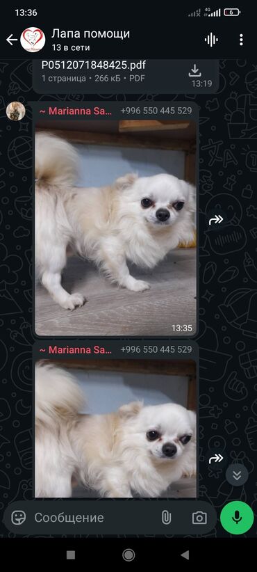 Отдам даром собаку: Собака даром: 7 месяцев, Самец — 19