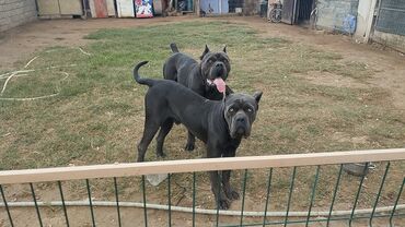 İtlər: Kane-Korso — 10