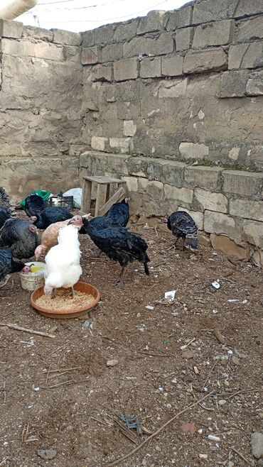 Hinduşka: Salam. olsun. Hamıya hindişka. satlır. lal ördək. satlır. ördəklər -da lalafo.az — 10 Hinduşka: Salam. olsun. Hamıya hindişka. satlır. lal ördək. satlır. ördəklər — 10