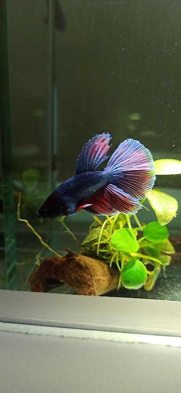 Balıqlar: Betta (Petuşok balığı), Yırtıcı — 1