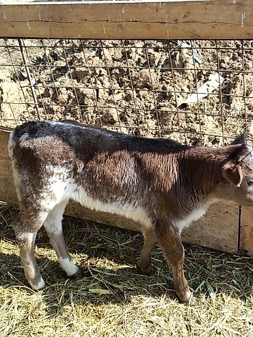 Коровы, быки: Продаю | Музоо, торпок | Бельгийская — 2