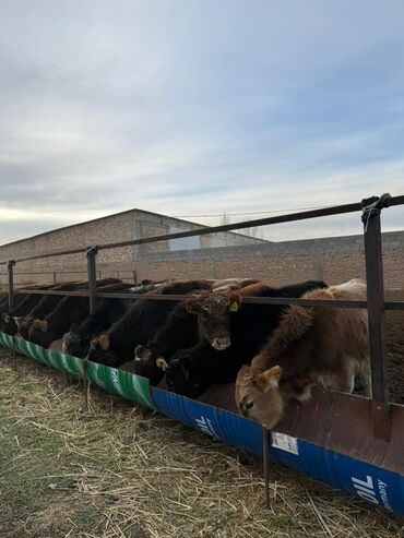 Коровы, быки: Продаю | Бык (самец) | Полукровка, Голштин, Алатауская | На откорм — 3