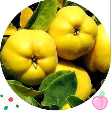 хризантема садовая купить: Айва японская (хеномелес) — декоративно-плодовый кустарник с