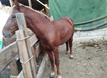 собаку в добрые руки: Сатам | Бээ (ургаачы) | Жумушка