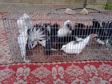 Птицы: Продаю, Чернохвостых Павлинов,проглистованы и.т.д.(пол) голубей не — 9