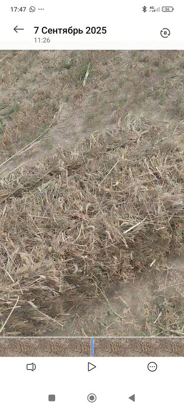 водяные насосы высокого давления для полива: Солома в прямоугольных тюках. - Культура: зерновая солома (смешанные