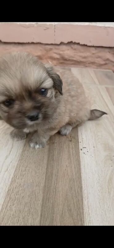 отдам в добрые руки баку: Pekines, 1 ay, Erkek, Pulsuz çatdırılma