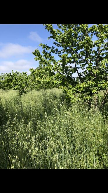 Torpaq sahələrinin satışı: 48 sot, Tikinti, Mülkiyyətçi, Bələdiyyə — 6