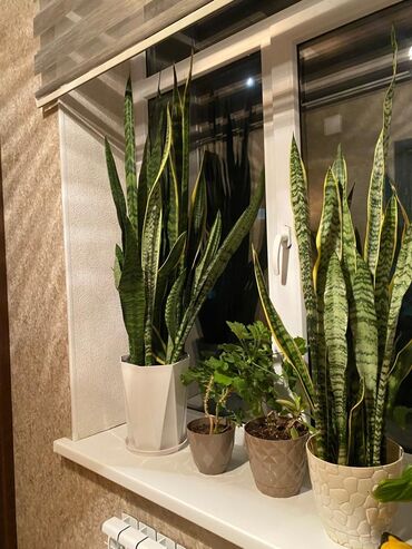растения для офиса: Фикусы