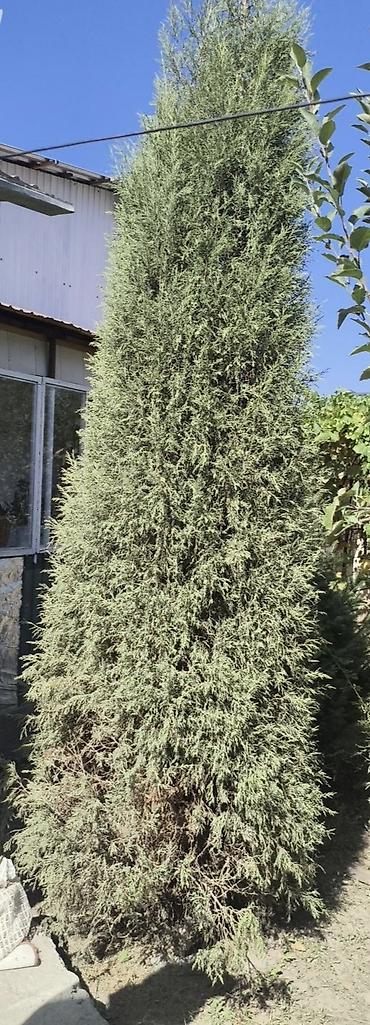 Дом и сад: Можжевельник колонновидный (вероятно, Juniperus scopulorum/virginiana — 2