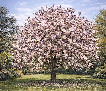 Другие садовые цветы и кустарники: Https://t.me/blooming_garden_kg Редкие и эффектные декоративные — 19